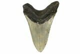 Fossil Megalodon Tooth - North Carolina #188232-2